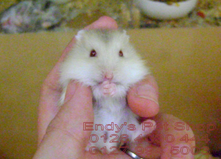 [EndyPetShop - Quận 10] Hamster đáng yêu, hamster ú, hamster xinh giá rẻ WWTRASUA