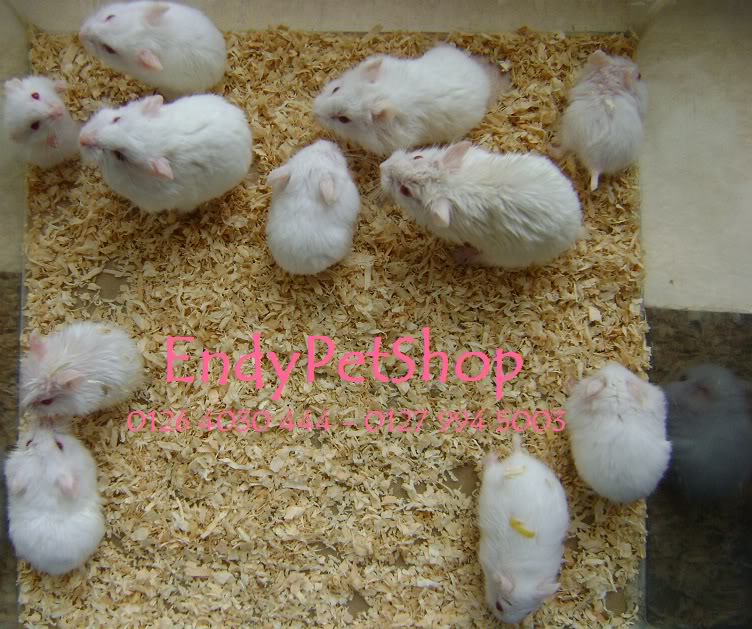 [EndyPetShop] Hamster đáng yêu, hamster ú, hamster xinh giá rẻ Albino