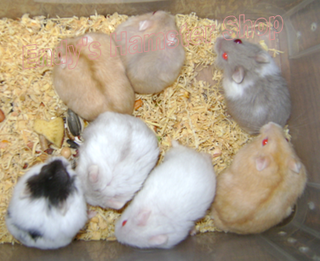 [EndyPetShop - Quận 10] Hamster đáng yêu, hamster ú, hamster xinh giá rẻ Bay1