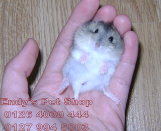 [EndyPetShop - Quận 10] Hamster đáng yêu, hamster ú, hamster xinh giá rẻ Soc