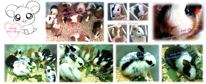 [EndyPetShop] Hamster , Nhím Kiểng (Hedgehod), Bọ Thái ( Guinea Pig ), Thức Ăn và Vật Dụng THOBOSIZENHO