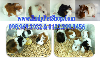 Endy Pet Shop - Giá sỉ & giá lẻ Hamster, Nhím Kiểng, Vật Dụng, Thức Ăn và Lót Chuồng THgp