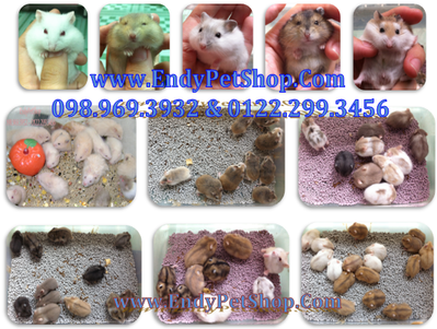 Endy Pet Shop - Giá sỉ & giá lẻ Hamster, Nhím Kiểng, Vật Dụng, Thức Ăn và Lót Chuồng THhamster