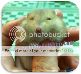 HAMSTER (05/2012) TSWW2