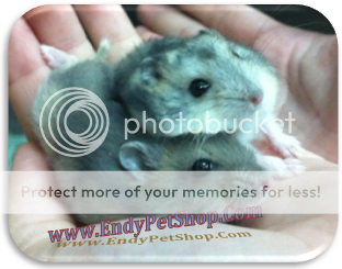 HAMSTER (05/2012) WWSAPHIRESOC1