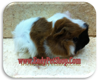 Mua Bọ Thái ( Guinea Pig) được tặng kèm lót chuồng và thức ăn (05/2012) Aby5