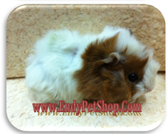 Mua Bọ Thái ( Guinea Pig) được tặng kèm lót chuồng và thức ăn (05/2012) Aby9