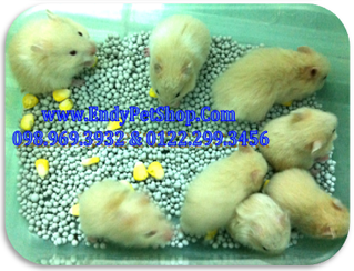 T09 : MÙN CƯA GIÁ RẺ 25k/ 2 BAO 500G, HAMSTER GIÁ HỌC SINH Bear3008