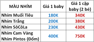 NHÍM KIỂNG BABY MÀU TRẮNG, PINTOS, SOCOLA, MUỐI TIÊU MỚI XUẤT BẦY (T11/2012) Gianhimbaby1709