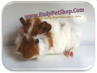 GUINEA PIG XINH XINH GIÁ RẺ MỚI VỀ EndyPetShop (05/2012) Guinea1-1