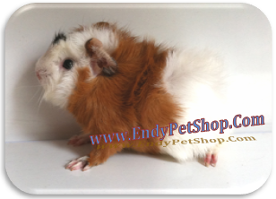 GUINEA PIG XINH XINH GIÁ RẺ MỚI VỀ EndyPetShop (05/2012) Guinea2