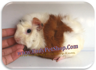 GUINEA PIG XINH XINH GIÁ RẺ MỚI VỀ EndyPetShop (05/2012) Guinea3