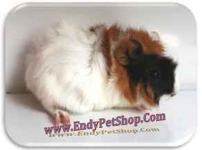 GUINEA PIG XINH XINH GIÁ RẺ MỚI VỀ EndyPetShop (05/2012) Guinea4