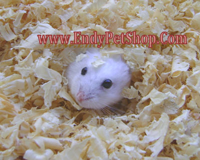 EndyPetShop - LÓT CHUỒNG HAMSTER , NHÍM KIỂNG , BỌ THÁI Muncuala