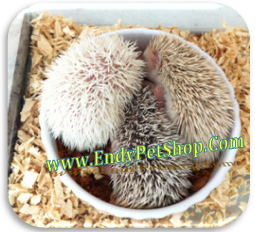 NHÍM KIỂNG BABY VÀ HAMSTER BABY MỚI UPDATE 06/2012 Nhim062