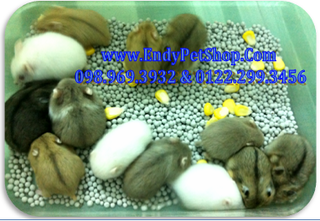 T09 : MÙN CƯA GIÁ RẺ 25k/ 2 BAO 500G, HAMSTER GIÁ HỌC SINH Panda3008