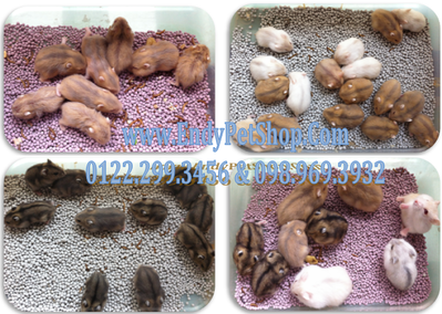 HCM Hamster Shop Endy : Hamster giá rẻ, giá sỉ và lẻ (luôn có hams mới) Wwnew1