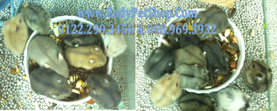 HCM Hamster Shop Endy : Hamster giá rẻ, giá sỉ và lẻ (luôn có hams mới) Wwnew4