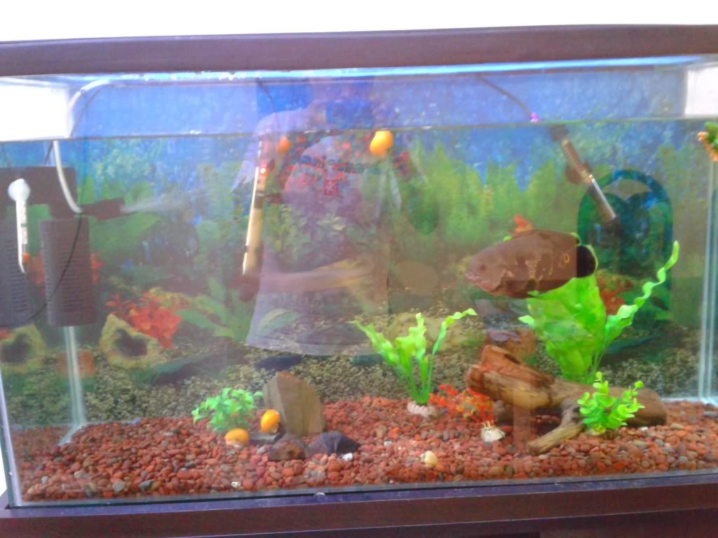 Presento mi acuario de 200L 20130713_150001_zps132b3fb1