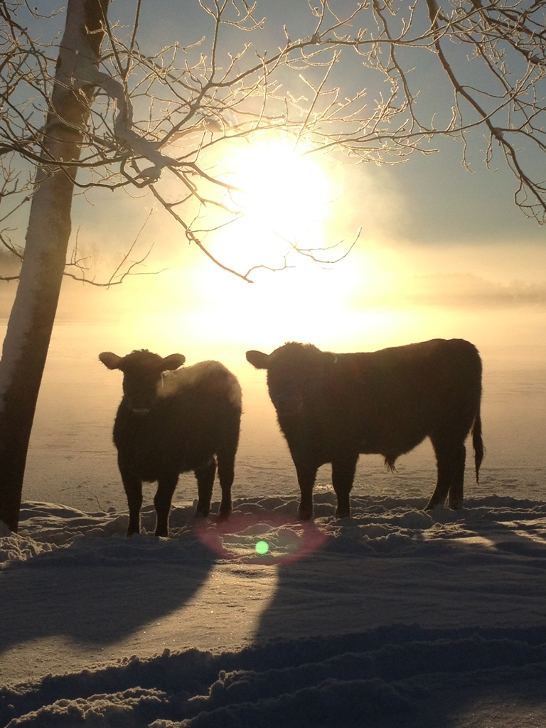 2014 Keeney Angus Spring  Bull Sale C95021F6-AE5A-4AE5-A663-E4242BC42CB6-6336-00000BF0B9934075