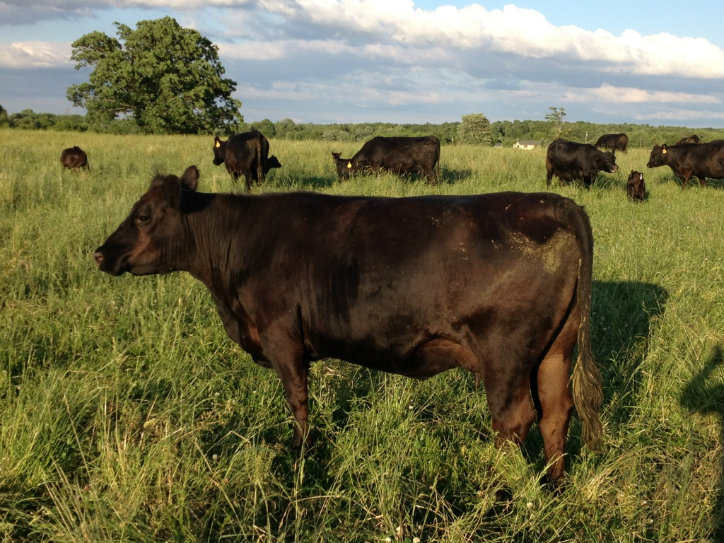 Keeney Angus April 7 Bull and Heifer Sale - Page 9 Small1711