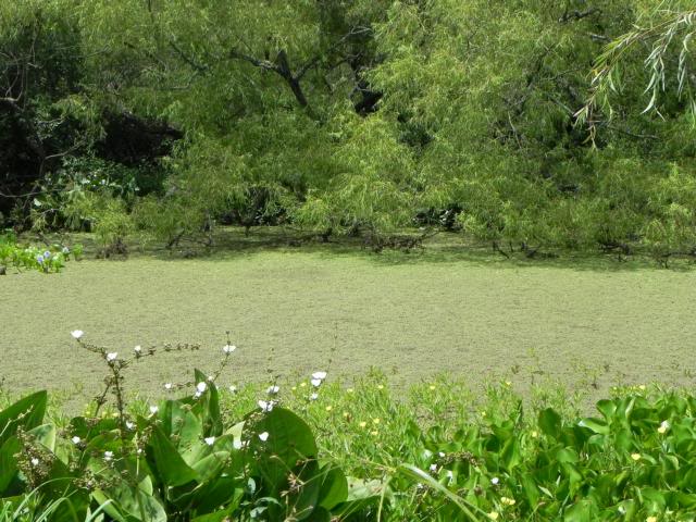 Plantas autóctonas en su hábitat 6denovazolla