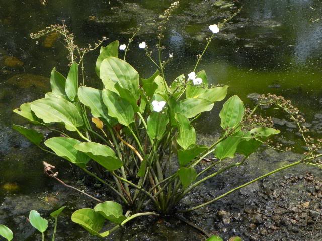 Plantas autóctonas en su hábitat 6denovechinodorusq