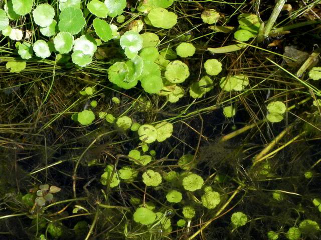 Plantas autóctonas en su hábitat 6denovhidrocotylee