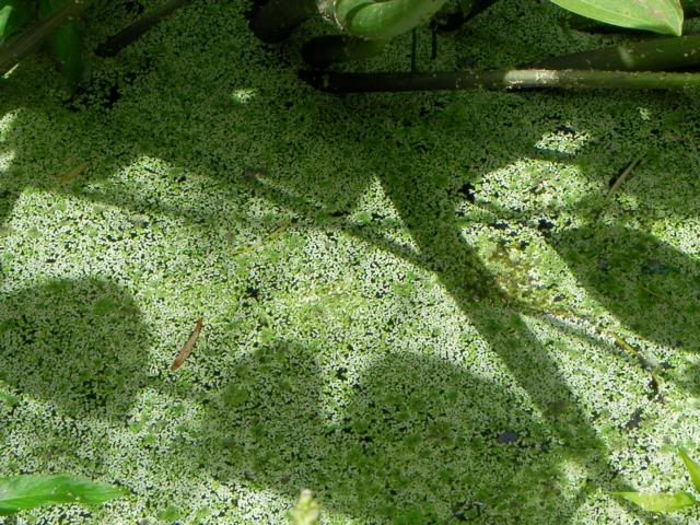 Plantas autóctonas en su hábitat 6denovlentejaq