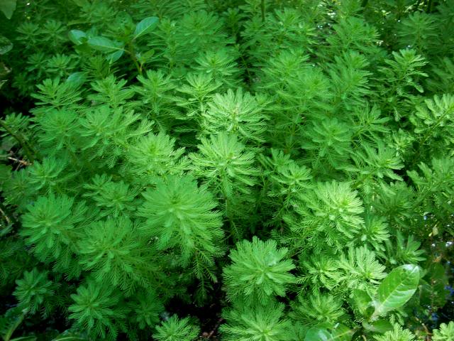 Plantas autóctonas en su hábitat DSCmiriophilumq