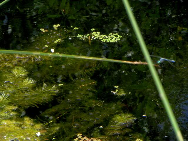 Plantas autóctonas en su hábitat Myriophyllumdemersumq