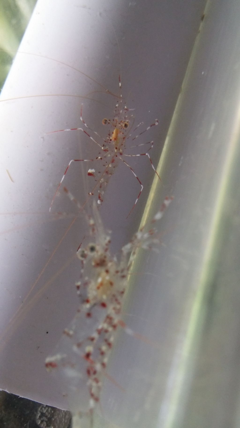 Leandrites cyrtorhynchus, the best cleaner shrimp for your reef aquarium! 20160101_205435_zps6ozttje3