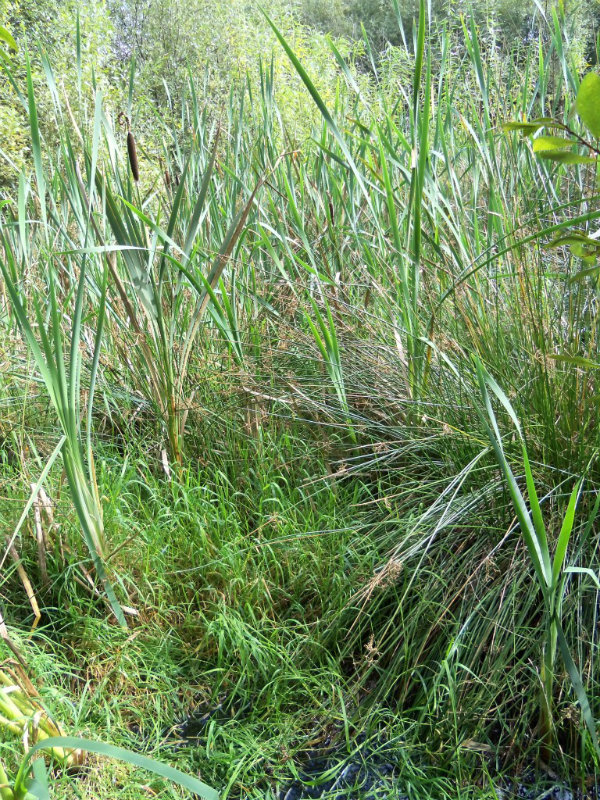 Irish Amphibian Chytrid Fungus Survey 100_0326-1