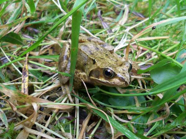 Irish Amphibian Chytrid Fungus Survey 100_0331-1