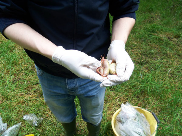 Irish Amphibian Chytrid Fungus Survey 100_0334-1