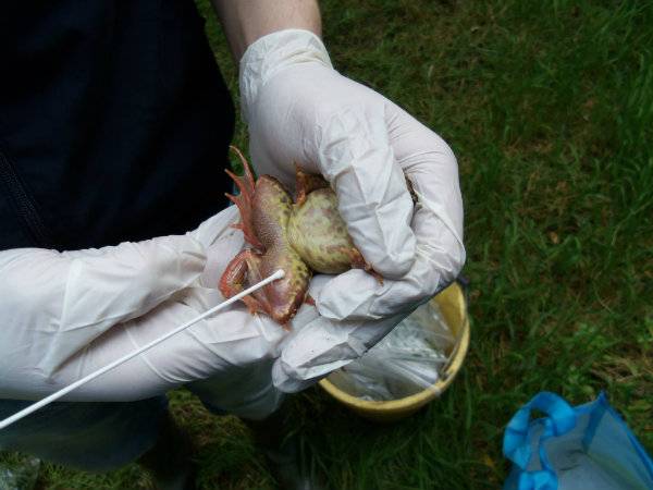 Irish Amphibian Chytrid Fungus Survey 100_0336-1