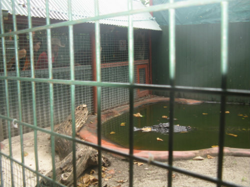 Green Island Croc park, and Cassius the worlds largest capti Scuba155-1