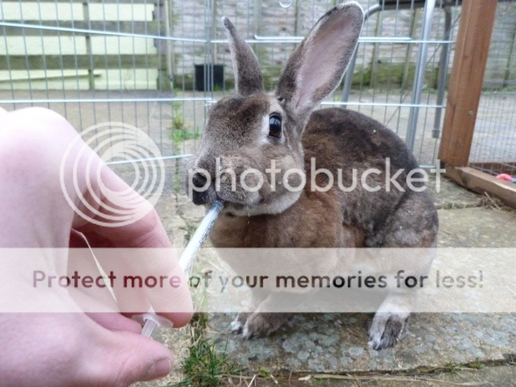 Some bunny pictures from yesterday :) P1160028_zps1a45903b