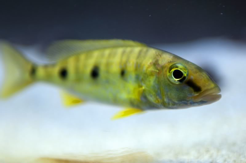 Boulengerochromis Microlepis, el Cíclido Emperador DSC_0019