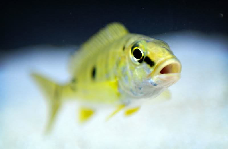 Boulengerochromis Microlepis, el Cíclido Emperador DSC_0026