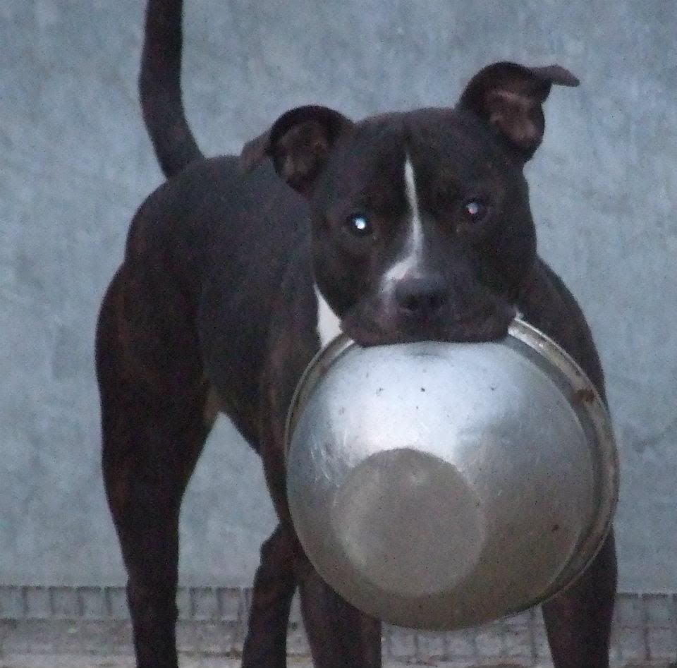 OLIVER - special boy, 6yrs + male staffie now in rescue Oliver