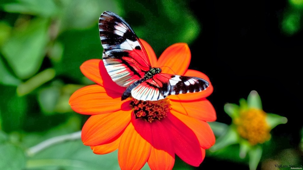 BỘ SƯU TẬP BƯỚM VÀ HOA TUYỆT ĐẸP VipLam.Net-butterfly-on-red-flower_zpsoytzv1ks