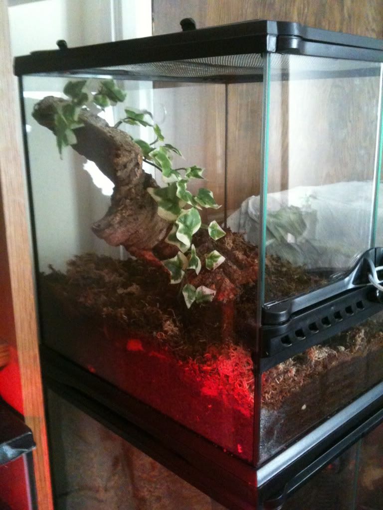 My new T's - Regalis and chili rose 2e5b9dcf