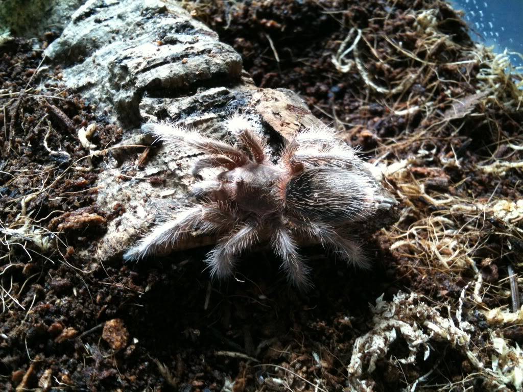 My new T's - Regalis and chili rose IMG_4971