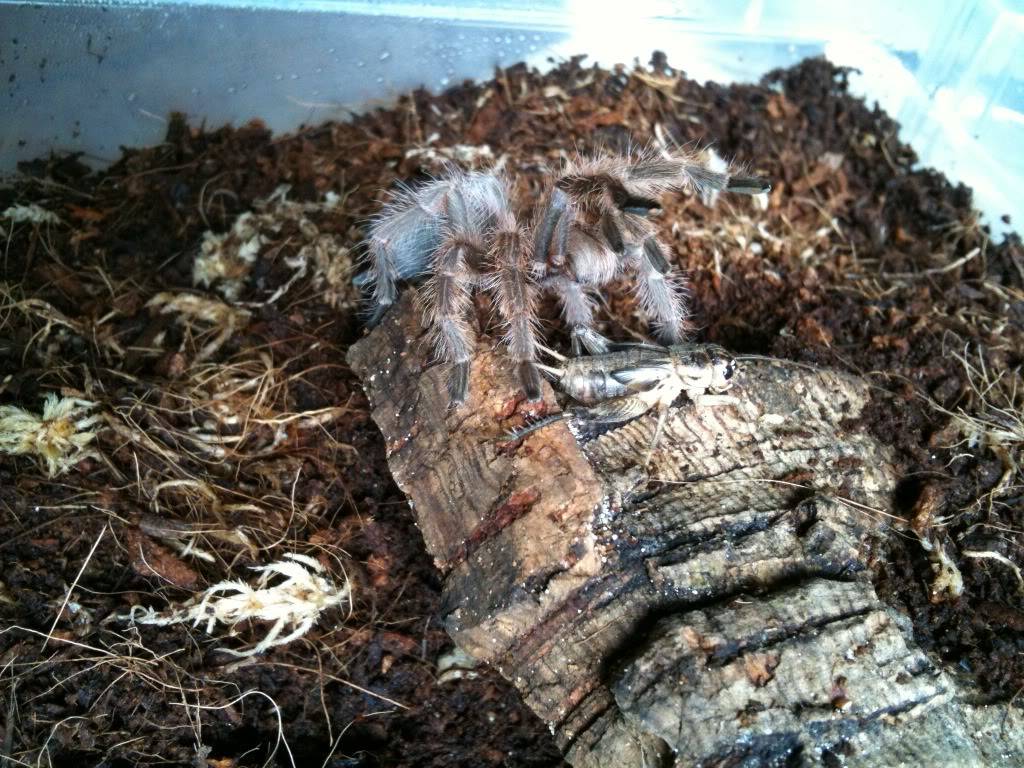 My new T's - Regalis and chili rose IMG_4972