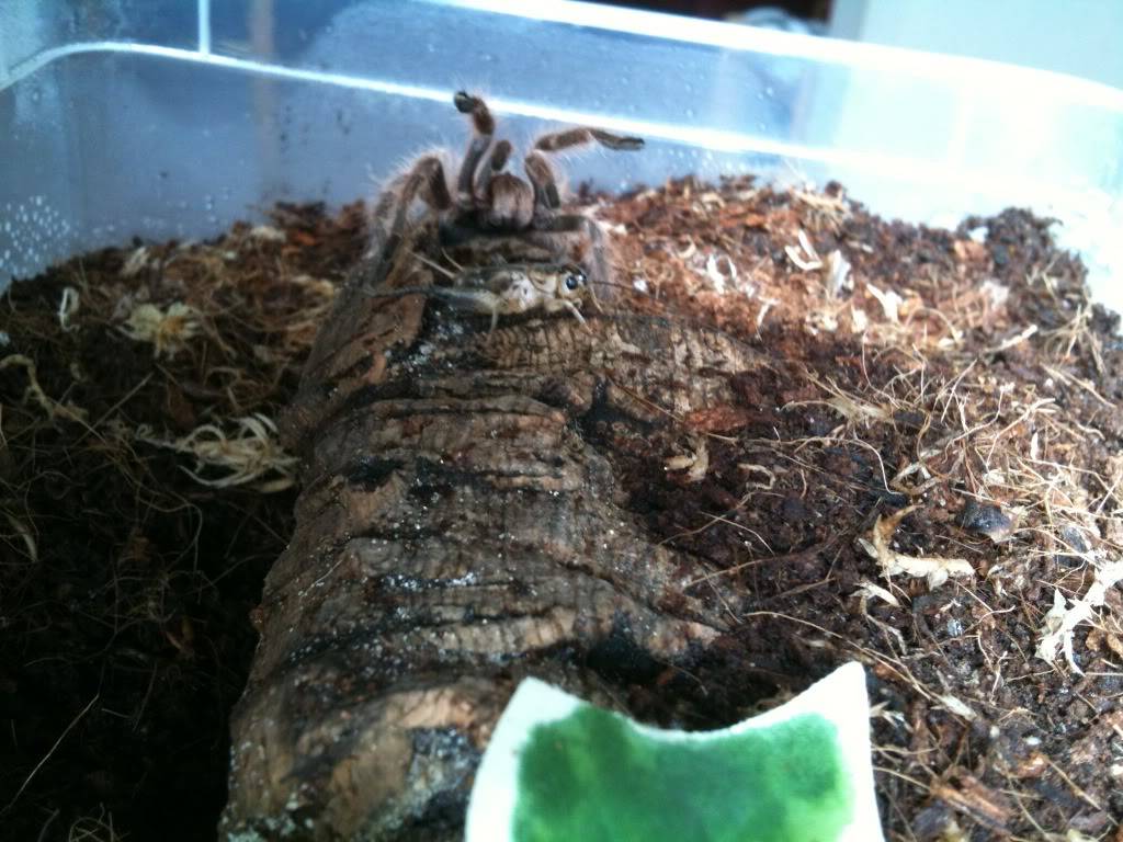 My new T's - Regalis and chili rose IMG_4973