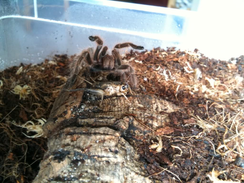 My new T's - Regalis and chili rose IMG_4974