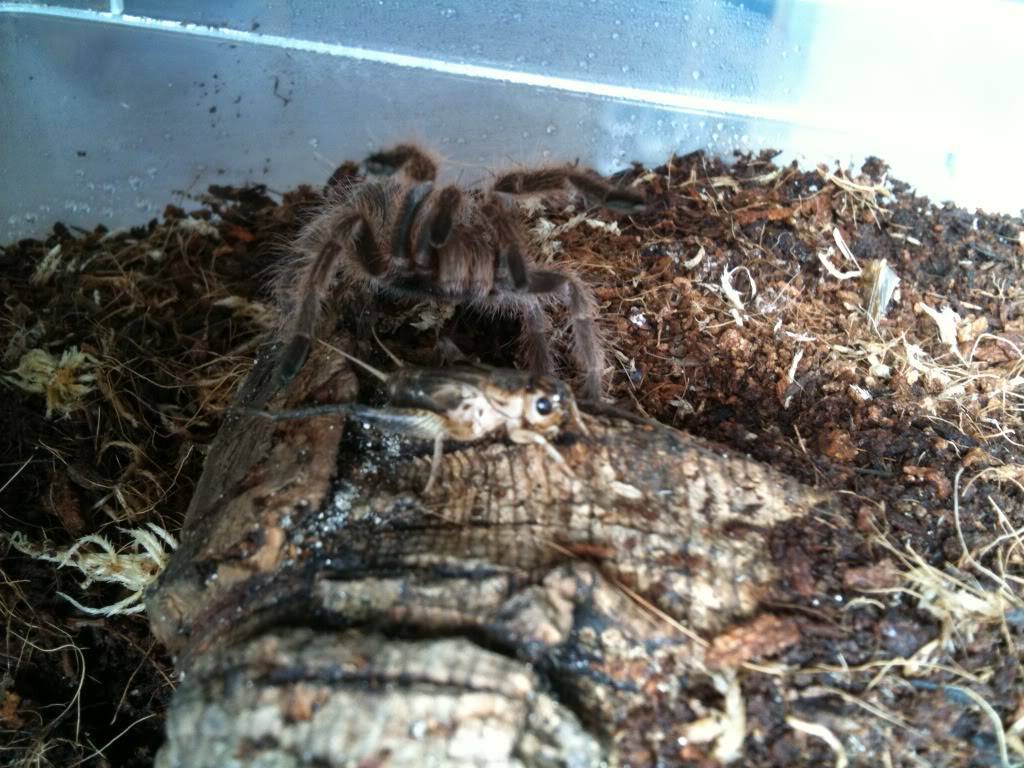 My new T's - Regalis and chili rose IMG_4975