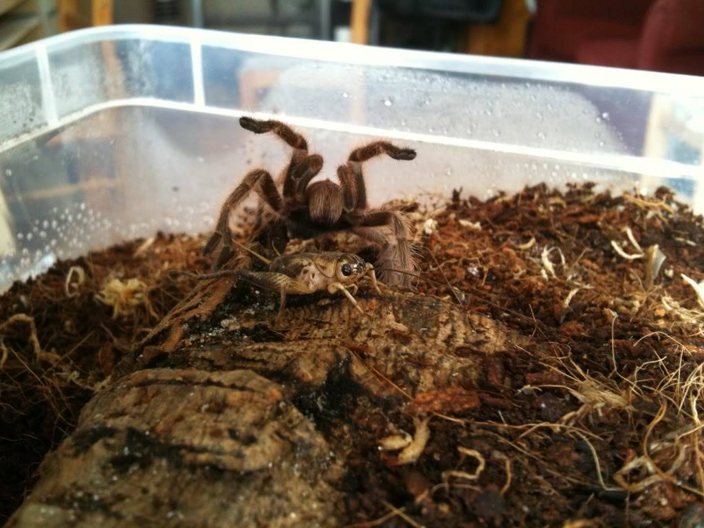 My new T's - Regalis and chili rose IMG_4977