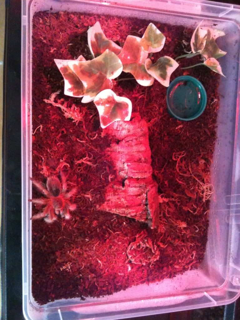 My new T's - Regalis and chili rose IMG_5005